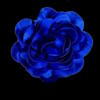 Blue flower in black